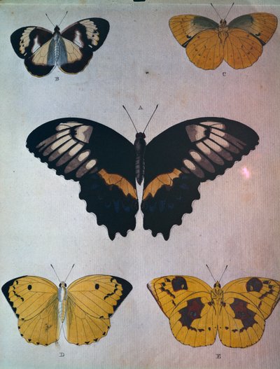 Mariposas de Dutch School