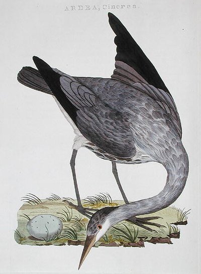 Garza, publicado en Ámsterdam de Dutch School