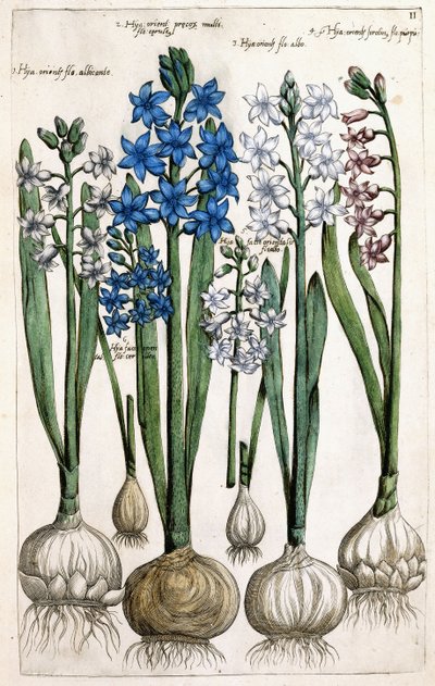 Jacintos, 1631-1647 de Dutch School