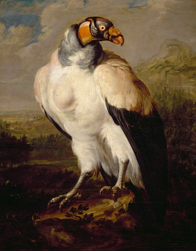 Buitre Rey de Dutch School