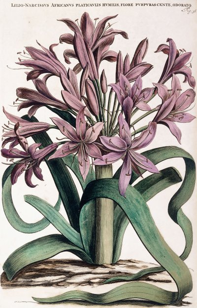 Lillio-Narciso, 1697-1701 de Dutch School