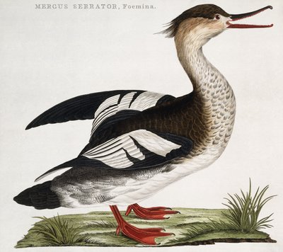 Mergus Serrator, hembra de Dutch School