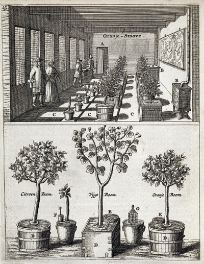 Naranjal, de De Nederlandze Hesperides por Jan Commelin, publicado en 1676 de Dutch School