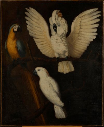 Loros, c.1670 de Dutch School