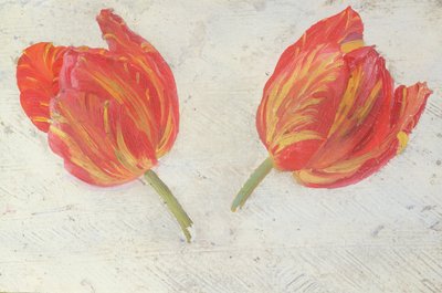 Estudios de tulipanes, c.1830 de Dutch School