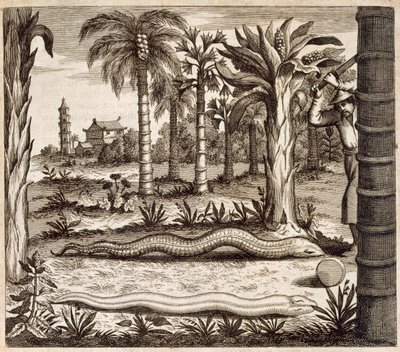 La serpiente de piedra, de China Ilustrada por Athanasius Kircher (1601-80) 1667 de Dutch School