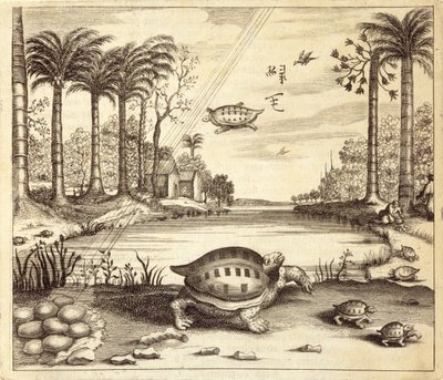Eclosión de huevos de tortuga, de China Ilustrada por Athanasius Kircher (1601-80) 1667 de Dutch School