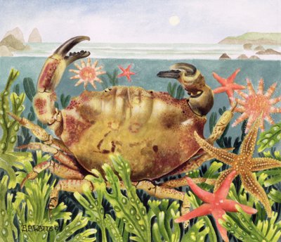 Cangrejo surcado con estrella de mar bajo el agua, 1997 de E.B. Watts