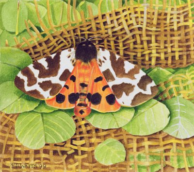 Polilla tigre, 1999 de E.B. Watts