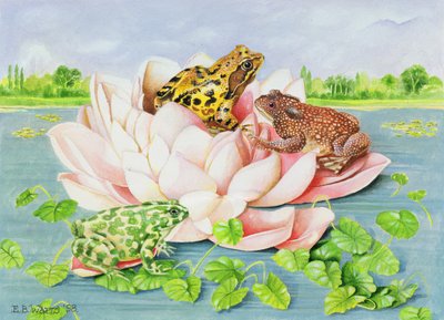 Lirio de agua, 1998 de E.B. Watts
