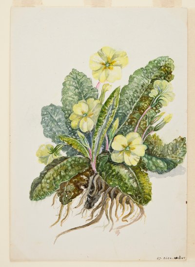 Primula vulgaris Huds Primrose, c. 1920s de EF Crowley