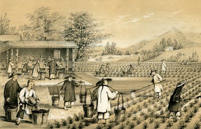 Cultura y preparación del té, China de E Gilks