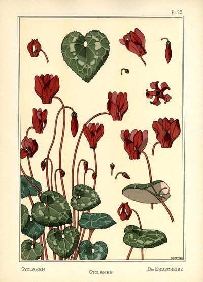 El ciclamen de E. Hervegh