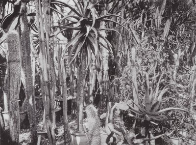 Jardines de Kew, hacia 1900 (foto en blanco y negro) de E. J. Wallis