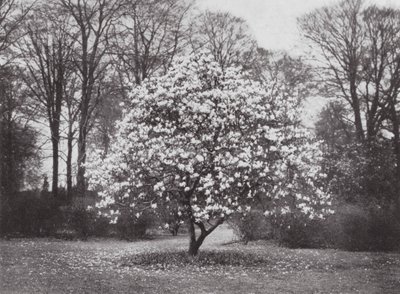 Jardines de Kew, hacia 1900 (foto en blanco y negro) de E. J. Wallis