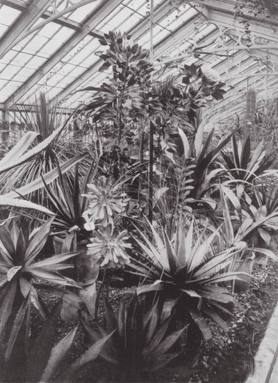 Jardines de Kew, hacia 1900 (foto en blanco y negro) de E. J. Wallis