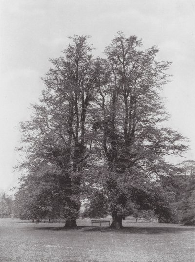 Jardines de Kew, hacia 1900 (foto en blanco y negro) de E. J. Wallis