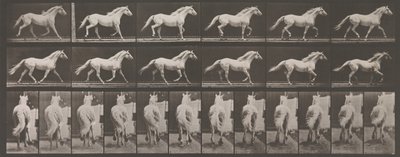 Locomoción Animal. Una Investigación Electro-Fotográfica de Fases Consecutivas de Animales, 1880s de Eadweard Muybridge