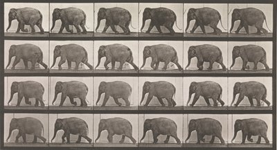 Locomoción animal. Una investigación electro-fotográfica de fases consecutivas de animales, 1880s de Eadweard Muybridge