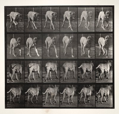 Dread Trotting de Eadweard Muybridge