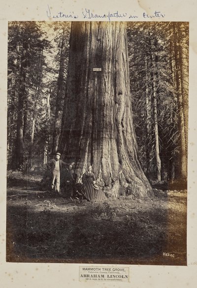 Mammoth Tree Grove, condado de Calaveras, California. Abraham Lincoln. 320 Pies de Altura, 54 Pies de Circunferencia de Eadweard J. Muybridge