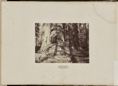 Mammoth Tree Grove, Condado de Calaveras, California. El Grupo de la Bruja de Salem. Promedio de 300 pies de altura, 65 pies de circunferencia. de Eadweard J. Muybridge