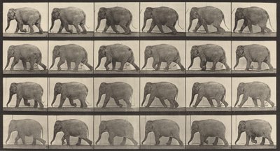 Placa número 733. Elefante caminando, 1887 de Eadweard Muybridge