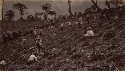 Estableciendo una plantación de café en Antigua de Guatemala de Eadweard Muybridge