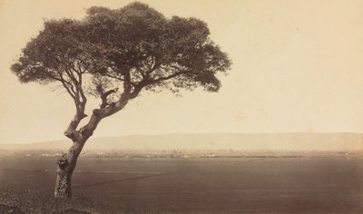 Paisaje sin título cerca de Watsonville, California, c. 1879 de Eadweard Muybridge