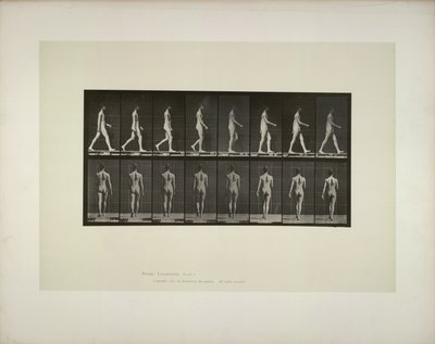 Locomoción Animal: pelvis masculina con tela de Eadweard Muybridge