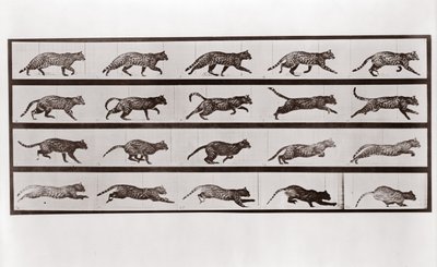 Gato trotando y galopando, Placa 717 de Animal Locomotion de Eadweard Muybridge