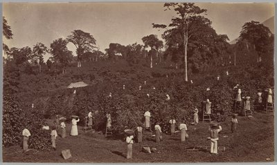 Cosecha de café, Las Nubes (Guatemala) de Eadweard Muybridge