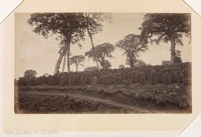Plantación de café en Las Nubes, Guatemala de Eadweard Muybridge