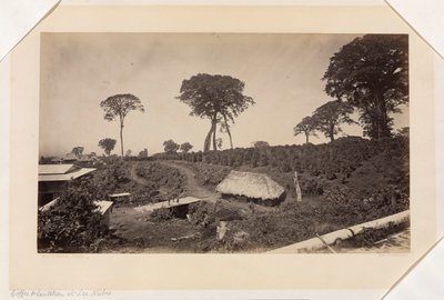 Plantación de café en Las Nubes, Guatemala de Eadweard Muybridge