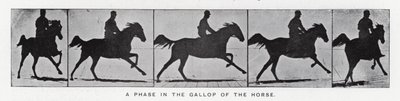 Eadweard Muybridge: Una fase en el galope del caballo de Eadweard Muybridge