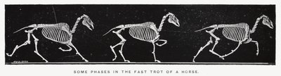 Algunas fases del trote rápido de un caballo de Eadweard Muybridge