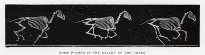 Algunas fases del galope del caballo de Eadweard Muybridge