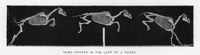 Eadweard Muybridge: Algunas fases en el salto de un caballo de Eadweard Muybridge