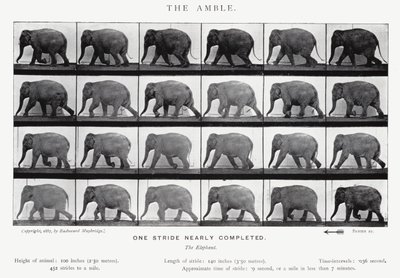 Eadweard Muybridge: El Paso Lento de Eadweard Muybridge