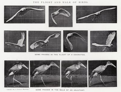 Eadweard Muybridge: El Vuelo y la Caminata de los Pájaros de Eadweard Muybridge