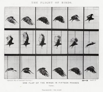 Eadweard Muybridge: El Vuelo de los Pájaros de Eadweard Muybridge
