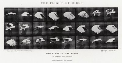 Eadweard Muybridge: El Vuelo de los Pájaros de Eadweard Muybridge