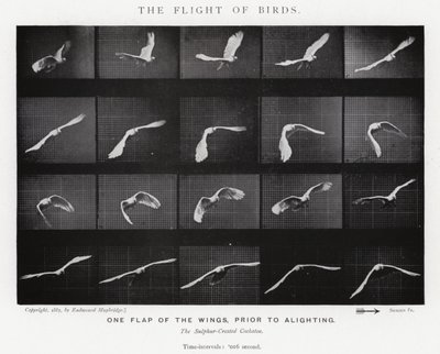 Eadweard Muybridge: El Vuelo de los Pájaros de Eadweard Muybridge