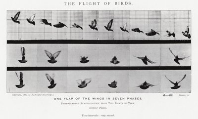 Eadweard Muybridge: El vuelo de los pájaros (foto en b/n) de Eadweard Muybridge