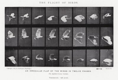 Eadweard Muybridge: El vuelo de los pájaros (foto en b/n) de Eadweard Muybridge