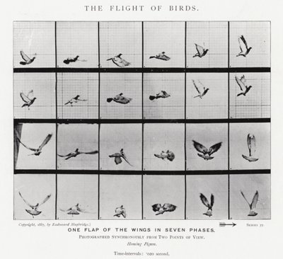 El Vuelo de los Pájaros de Eadweard Muybridge