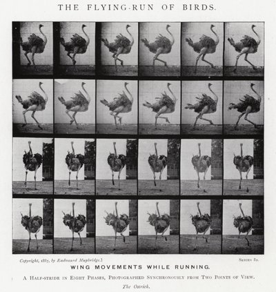 El Vuelo-Carrera de los Pájaros de Eadweard Muybridge