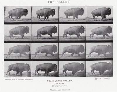 Eadweard Muybridge: El Galope de Eadweard Muybridge