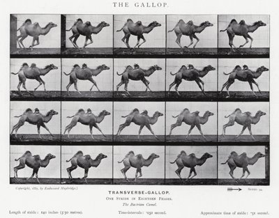 Eadweard Muybridge: El Galope de Eadweard Muybridge
