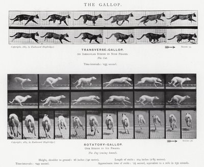 Eadweard Muybridge: El Galope de Eadweard Muybridge